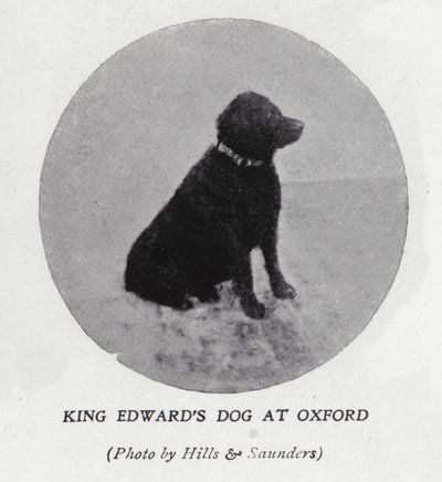 O cão do Rei Eduardo VII na Universidade de Oxford (foto a p/b) de Hills and Saunders