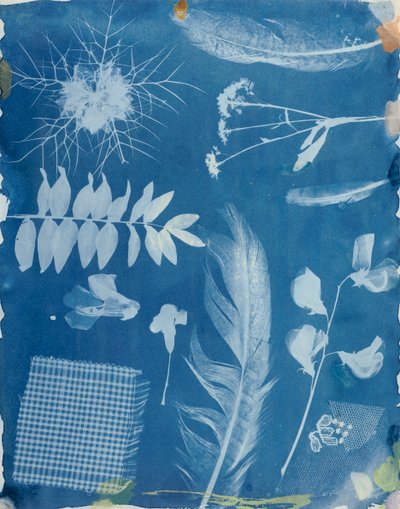 Espécimes de plantas de Bayard, c.1842 (cianótipo) de Hippolyte Bayard
