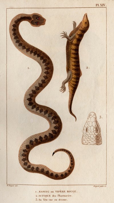 Aesping ou Red Vipere, Skink das farmácias, a sua cabeça vista acima". Fauna des Mdecins ou histoire des animaux et de leurs produits par Hippolyte Cloquet" - Volume 6 - 1825. de Hippolyte Cloquet