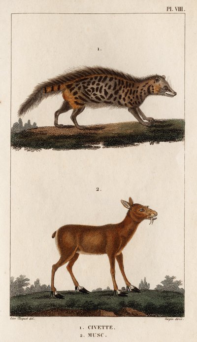 Civet e Musk. Fauna des Mdecins ou histoire des animaux et de leurs produits par Hippolyte Cloquet" - Volume 6 - 1825. de Hippolyte Cloquet