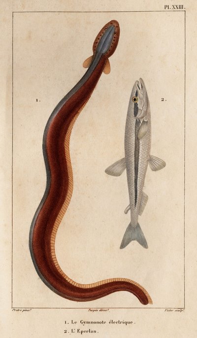 Gymnonote Elétrico e Smelt.” Fauna des Mdecins ou história dos animais e seus produtos por Hippolyte Cloquet” - Volume 6 - 1825. de Hippolyte Cloquet