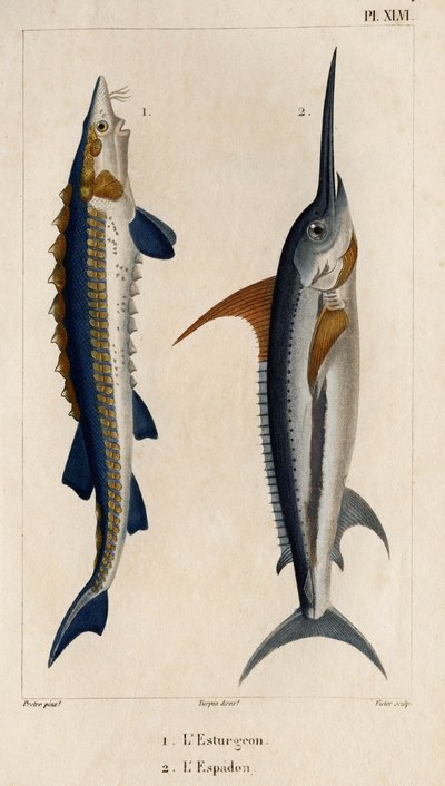 Sturgeon and Swordfish.” “Fauna des Mdecins ou história dos animais e seus produtos por Hippolyte Cloquet” - Volume 6 - 1825. de Hippolyte Cloquet