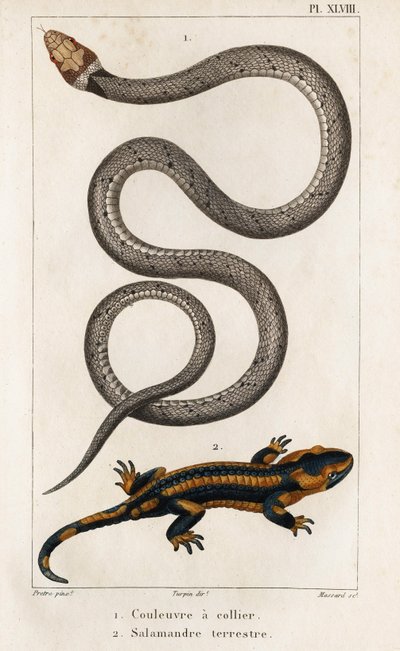 The Collared Snake, Land Salamander. Fauna des Médecins ou histoire des animaux et de leurs produits par Hippolyte Cloquet" - Volume 6 - 1825. de Hippolyte Cloquet