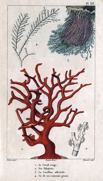 O Coral Vermelho, os seus Polypiers, o Coralline officinale, um dos ramos grosseiros. in "Fauna das Docas ou História dos Animais e seus Produtos por Hippolyte Cloquet" - Volume 6 - 1825. de Hippolyte Cloquet