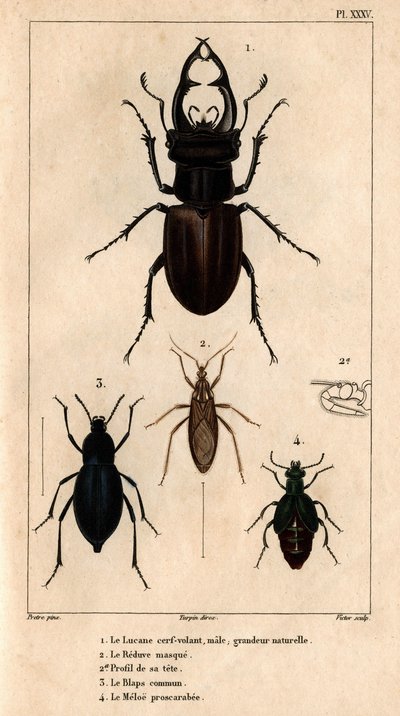 A clarabóia de pipa macho, tamanho natural, a máscara Reduve, os blaps comuns, o proscarabee Meloe em “” Fauna dos médicos ou história dos animais e seus produtos por Hippolyte Cloquet”” - Volume 6 - 1825. de Hippolyte Cloquet