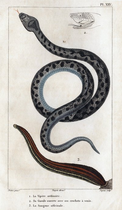 A víbora comum, a sua boca aberta com as suas presas um veneno, o officinale Sangue". Fauna des Médecins ou histoire des animaux et de leurs produits par Hippolyte Cloquet" - Volume 6 - 1825. de Hippolyte Cloquet