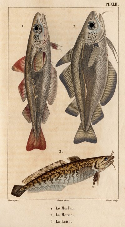 O badejo, o bacalhau e o burbot.” Fauna des Mdecins ou história dos animais e seus produtos por Hippolyte Cloquet” - Volume 6 - 1825. de Hippolyte Cloquet