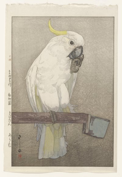 Cacatua com crista de enxofre de Hiroshi Yoshida