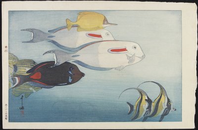 O aquário de Honolulu de Hiroshi Yoshida