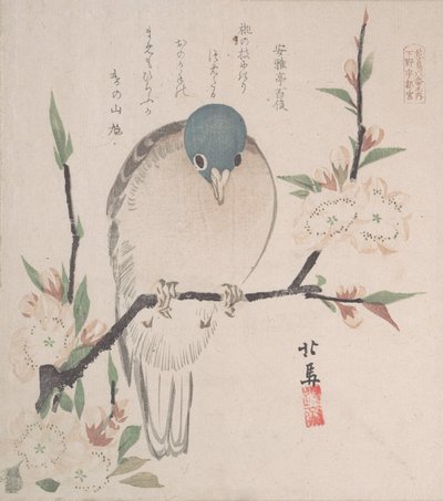 Coleção Spring Rain Harusame shu, vol. 3: Pomba da Montanha e Flores de Pêssego, ca. 1820., c. 1820. de Hokuba