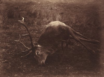 Veado morto, 1857 (foto) de Horatio Ross