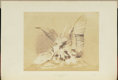 Falcão e Garça de Hugh Owen