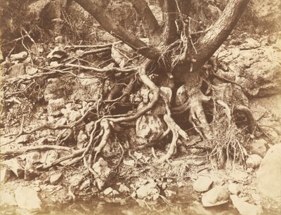 Árvore com emaranhado de raízes de Hugh Owen