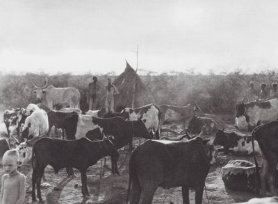 África: Kraal de gado na margem do Bahr el Zeraf (fotografia a preto e branco) de Hugo Adolf Bernatzik