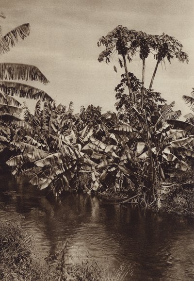 México: Bananas e papaias, Estado de Vera Cruz (fotografia a preto e branco) de Hugo Brehme