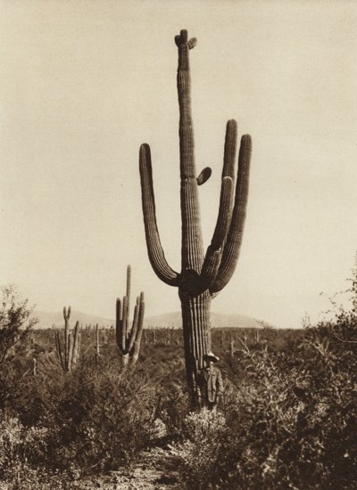 México: "Cereus giganteus" nos arredores de Magdalena, Estado de Sonora (fotografia a preto e branco) de Hugo Brehme