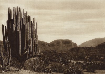 México: Cuicatian, "Cereus candelabrum" (fotografia a preto e branco) de Hugo Brehme