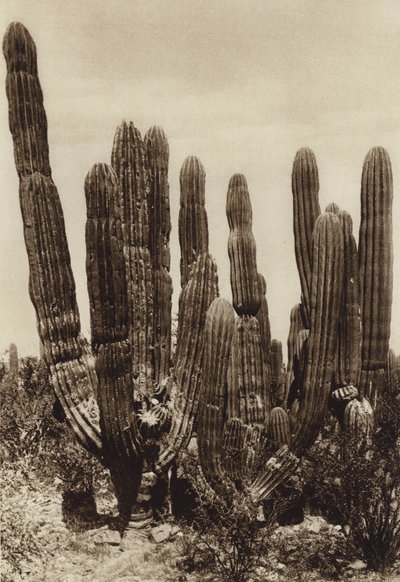 Mexico: Guaymas, "Cereus Pringlei", Estado Sonora (b/w photo) de Hugo Brehme