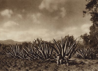 México: Os arredores de Tepepam com um campo de agave (fotografia a preto e branco) de Hugo Brehme