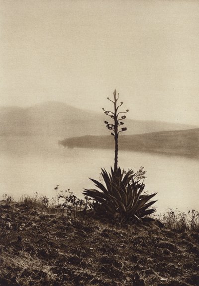 México: margem do lago Chapala com agaves em flor (fotografia a preto e branco) de Hugo Brehme