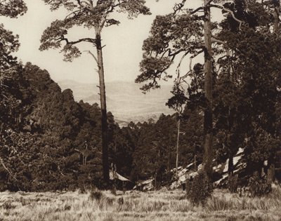 México: Panorama selvagem no sopé do Pico de Orizaba (fotografia a preto e branco) de Hugo Brehme