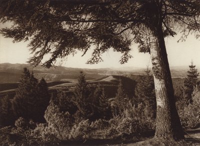 México: Parque Nacional, Desierto de los Leones (fotografia a preto e branco) de Hugo Brehme