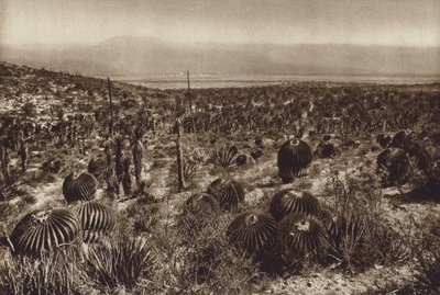 México: Sierra de Tehuacan, Na parte da frente "Echinocactus grandis" (fotografia a preto e branco) de Hugo Brehme