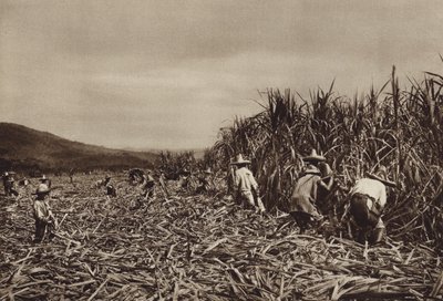 México: Tamasopo, colheita de cana-de-açúcar (fotografia a preto e branco) de Hugo Brehme
