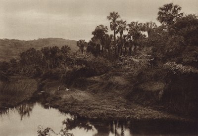 México: Tamasopo, paisagem de palmeiras (fotografia a preto e branco) de Hugo Brehme