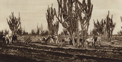 México: Trabalho de campo, Estado de Sinaloa (fotografia a preto e branco) de Hugo Brehme