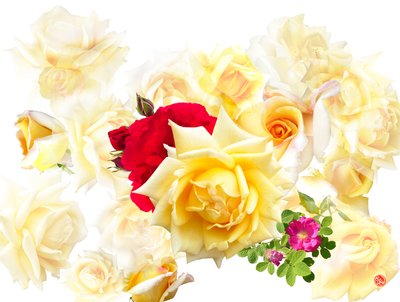 ROSE DREAM de Hugo Nefe