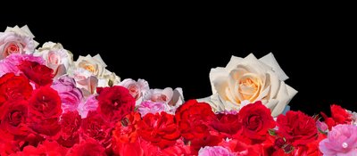 ROSE DREAM 2 de Hugo Nefe