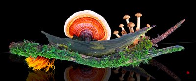 FOREST WORLD de Hugo Nefe