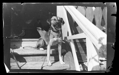 Baloo nos degraus da Villa Rosa de Hugo Simberg
