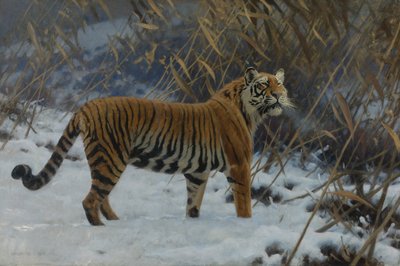 "Un tigre dans la neige" (Um tigre na neve) Peinture de Hugo Ungewitter (1869-1944) 1912 Coleção privee de Hugo Ungewitter