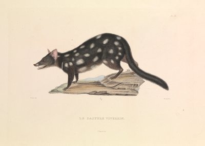 O guaxinim Dasyure de Hyacinthe Yves Philippe (1781 1846) Potentien
