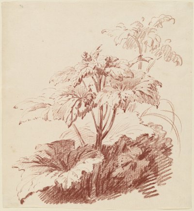 Planta florida com botões de I Jean Baptiste Hüet
