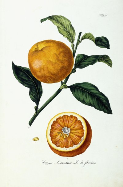 Fruta laranja, cítrico, fruta de Ignaz (after) Strenzl
