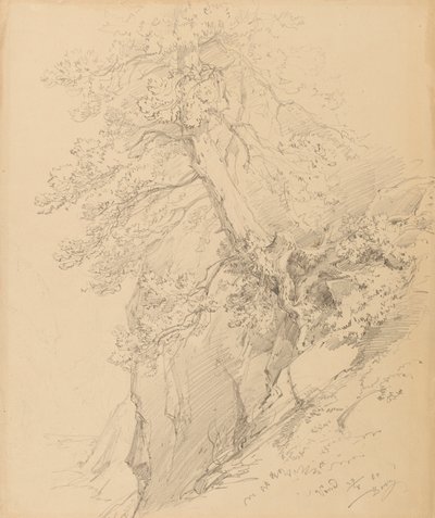 estudo de árvore de Ignaz Dorn
