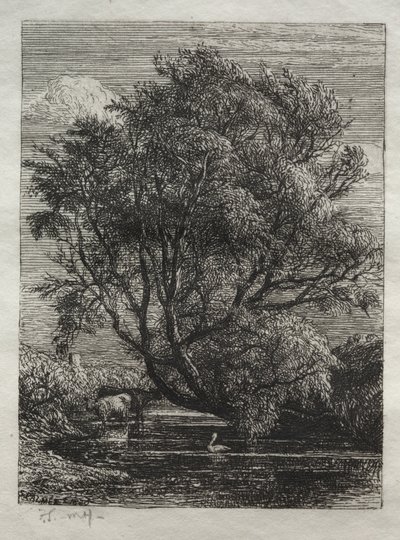 O Salgueiro de Ignaz Gunther