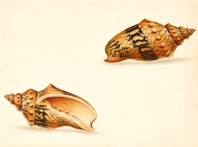 Estudo da Shell (mídia mista) de Ignaz Von (manner of) Born