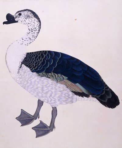 Um pato de pente, c.1800 de Indian School
