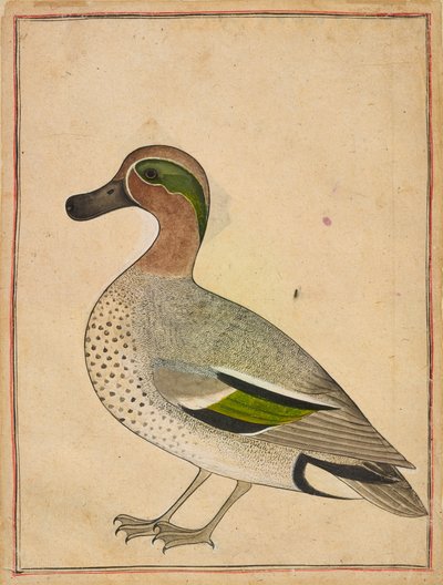 A Green-winged Teal, c.1730 de Indian School