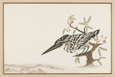 A Kingfisher assistindo (tinta no papel) de Indian School