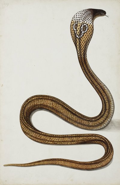 Uma cobra (Maja tripudians) com capuz espalhado, 1785-89 (wc opaco no papel) de Indian School