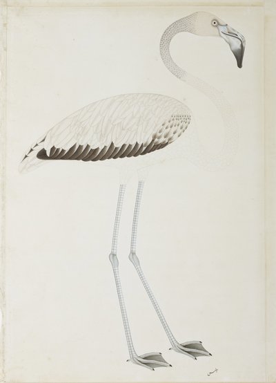 Um flamingo, c.1780 (wc opaca no papel) de Indian School