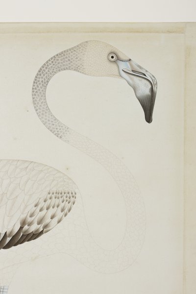 Um flamingo, detalhe, c.1780 (wc opaca no papel) de Indian School