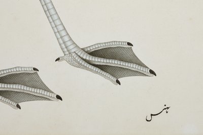 Um flamingo, detalhe, c.1780 (wc opaca no papel) de Indian School