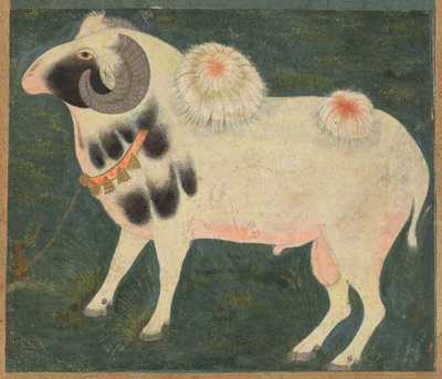 Um carneiro real com uma corrente de ouro, c. 1585 (aguarela opaca e ouro sobre papel) de Indian School
