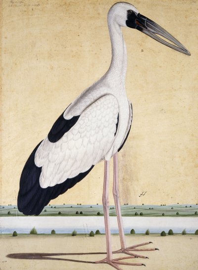 Uma cegonha de bico aberto, c. 1780 de Indian School